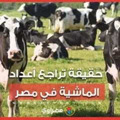 الحكومة تنفي تراجع الماشية: 8.6 مليون رأس و600 ألف طن لحوم