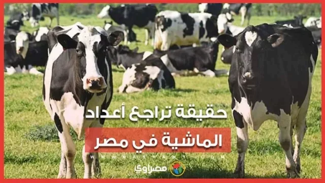 الحكومة تنفي تراجع الماشية: 8.6 مليون رأس و600 ألف طن لحوم