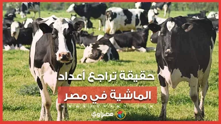الحكومة تنفي تراجع الماشية: 8.6 مليون رأس و600 ألف طن لحوم